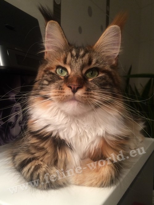 maine_coon_31 (Race)